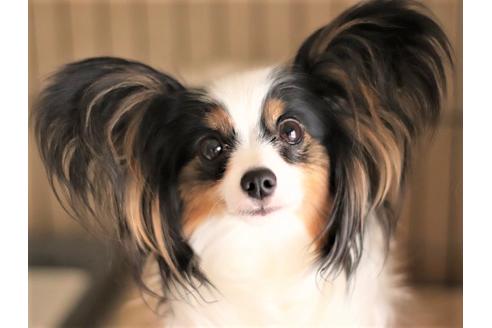 販売中のパピヨンの親犬